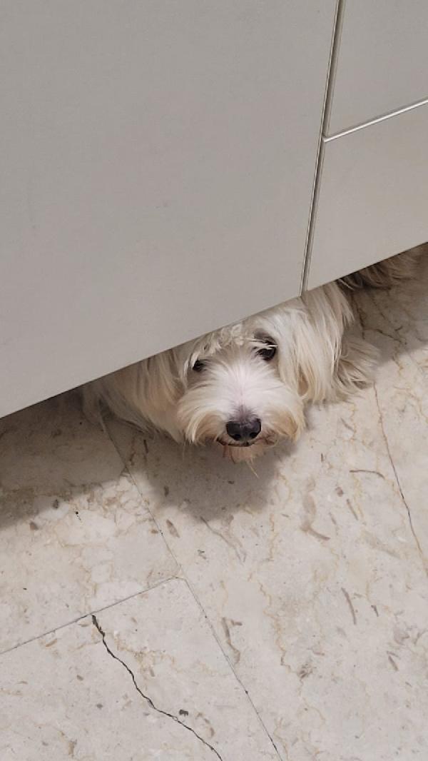 Splendida simil maltese - LUNA Foto 7